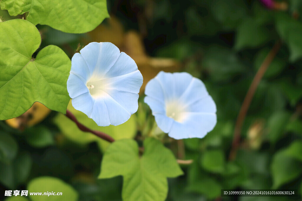 蓝色牵牛花