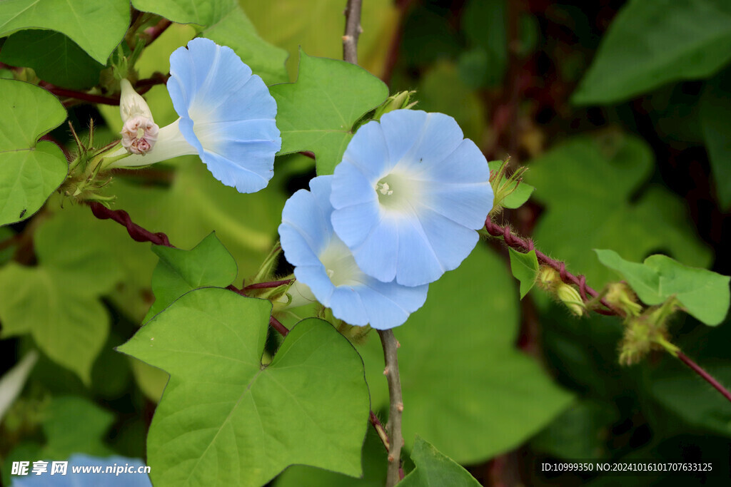 蓝色牵牛花