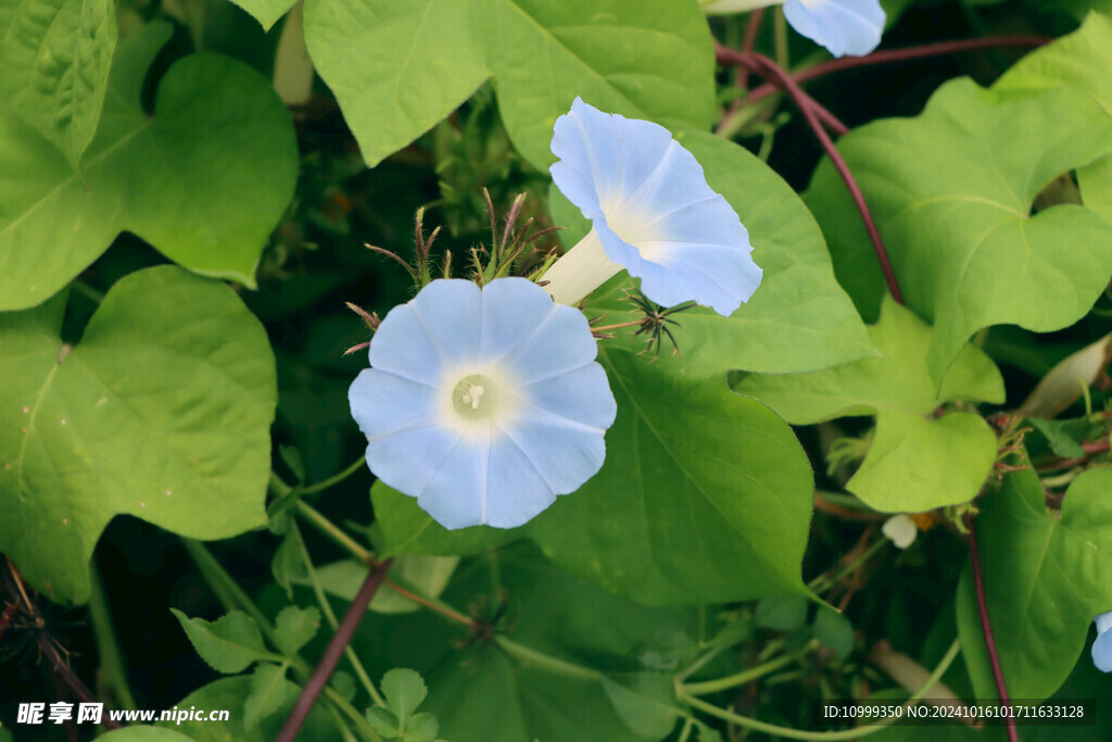 蓝色牵牛花