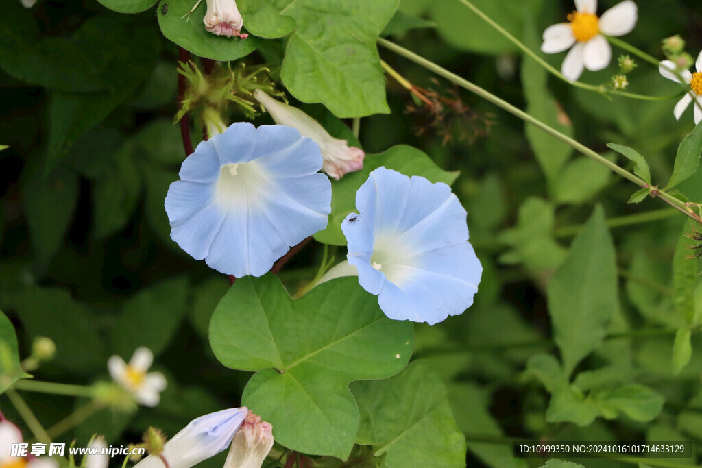 蓝色牵牛花