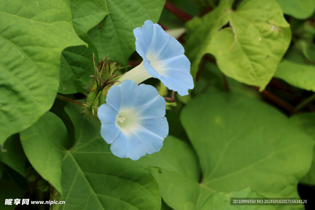 蓝色牵牛花