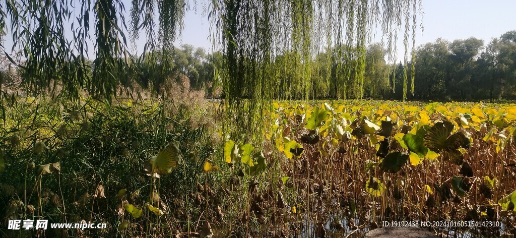 公园风景 