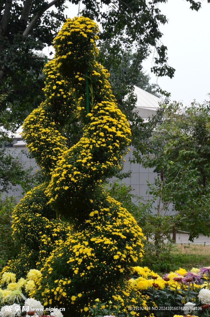 菊花  