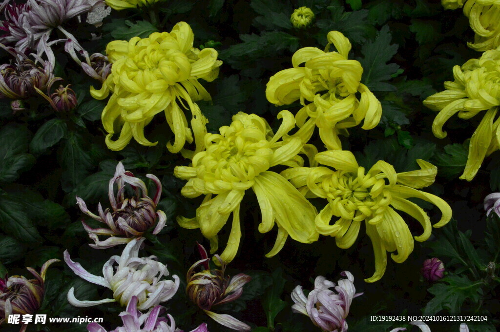 菊花 