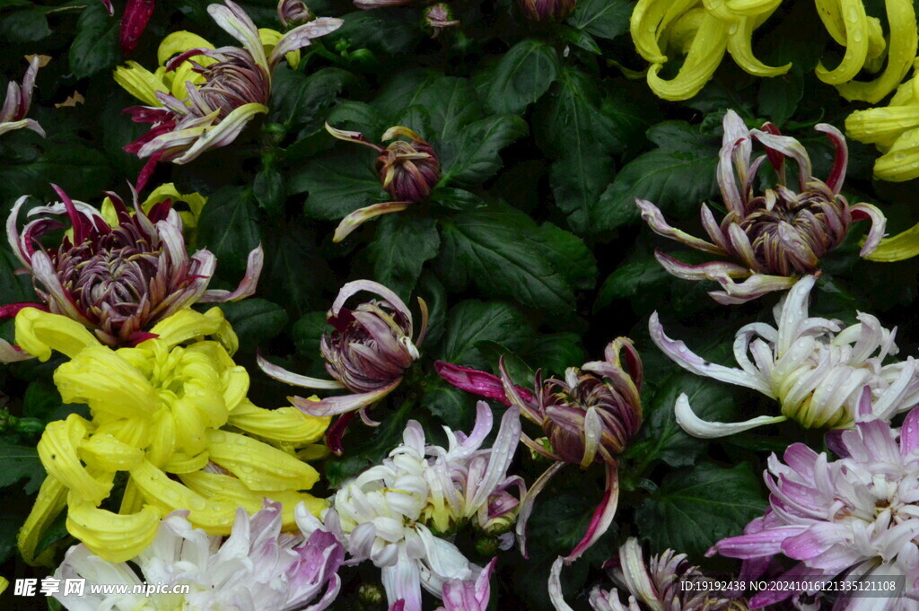 菊花  