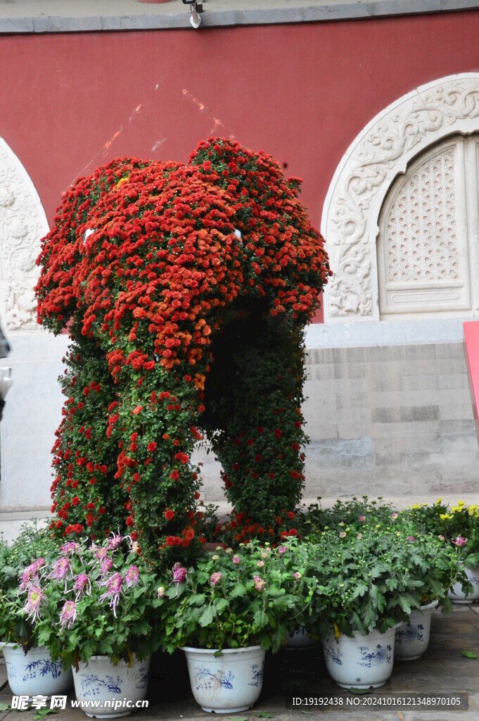 菊花 