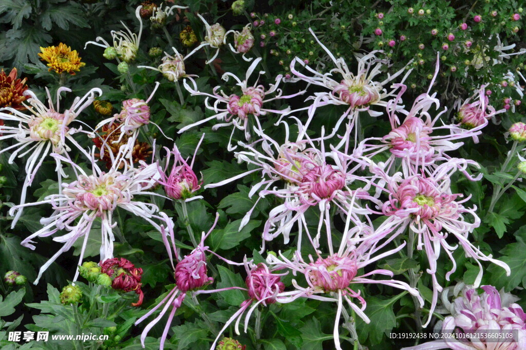 菊花  