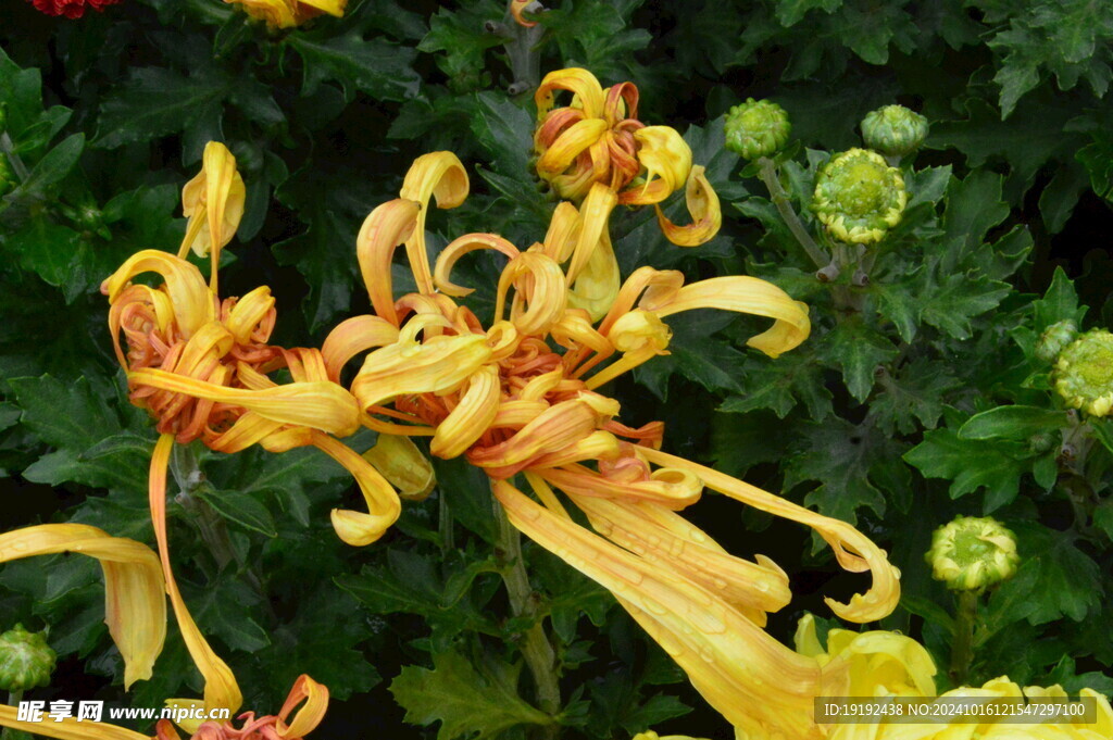 菊花  