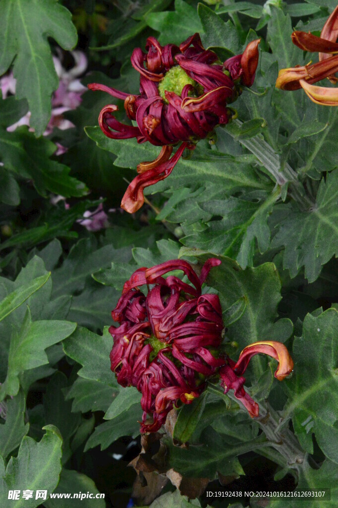 菊花  