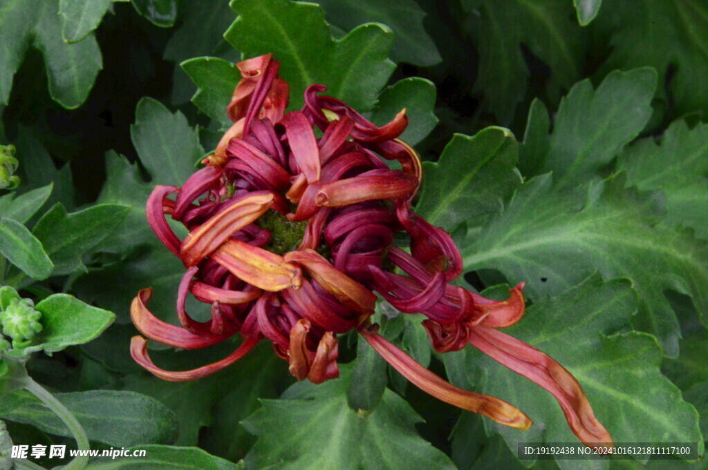 菊花  