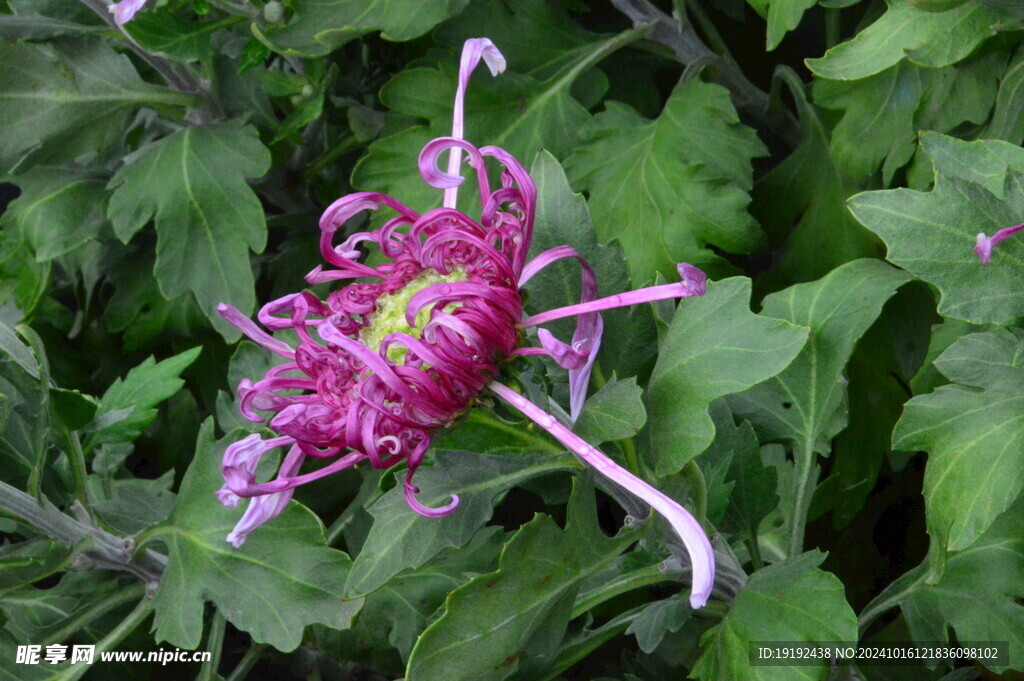 菊花 