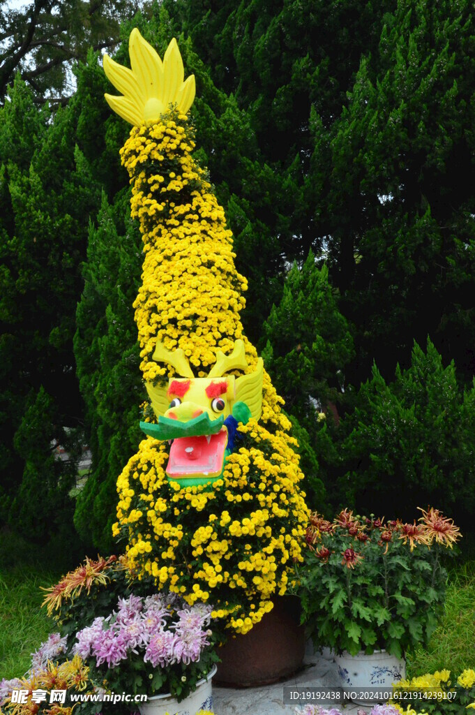 菊花  