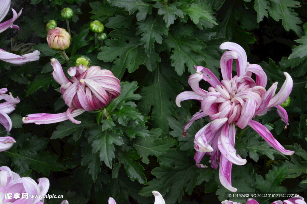 菊花  