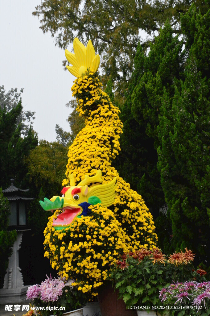菊花  