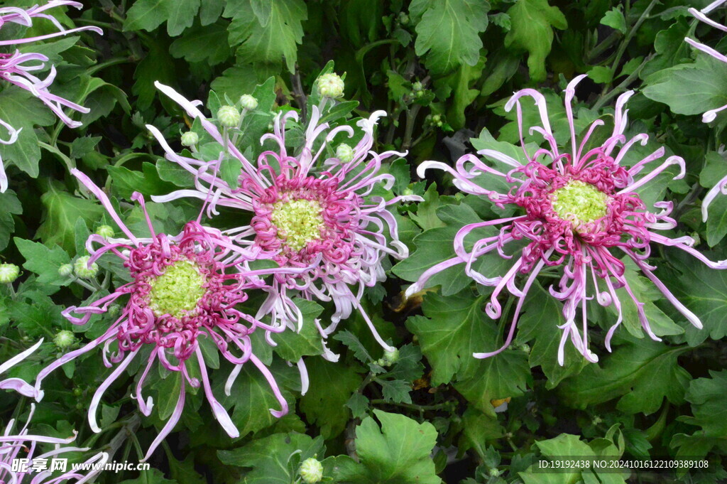 菊花  