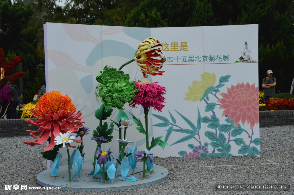 菊花 
