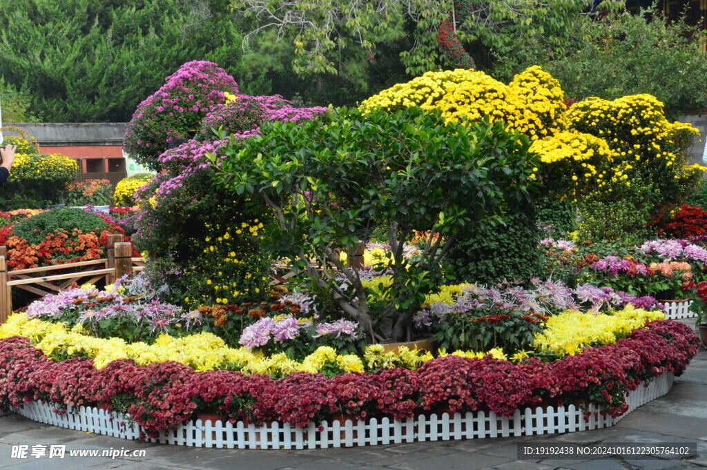 菊花  