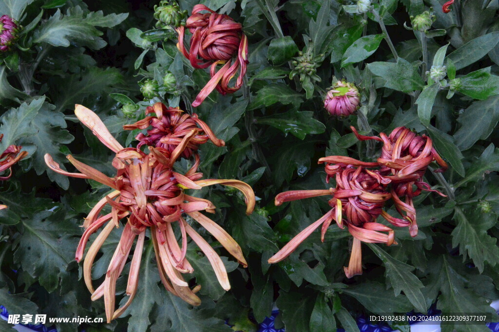 菊花  