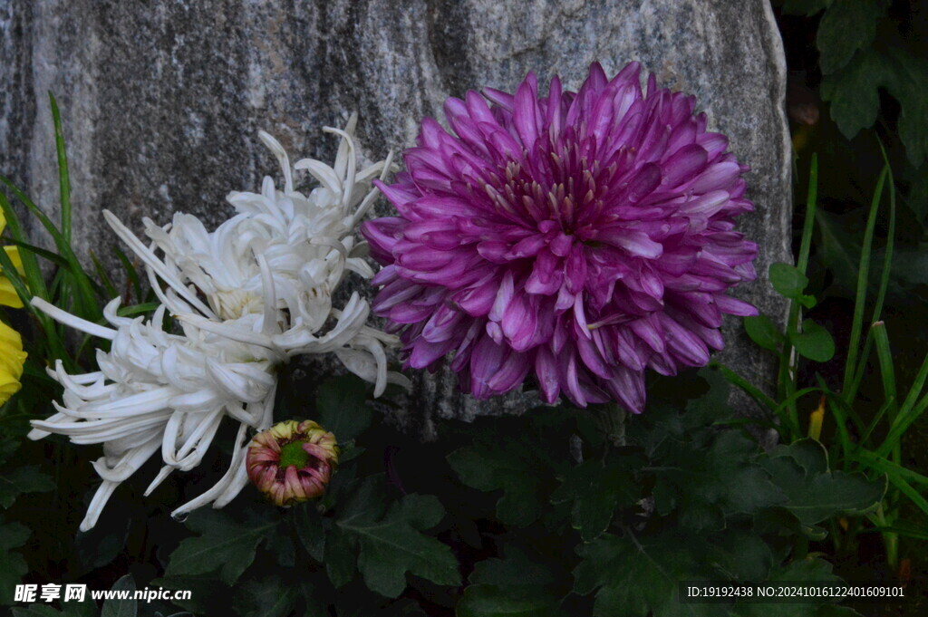 菊花  