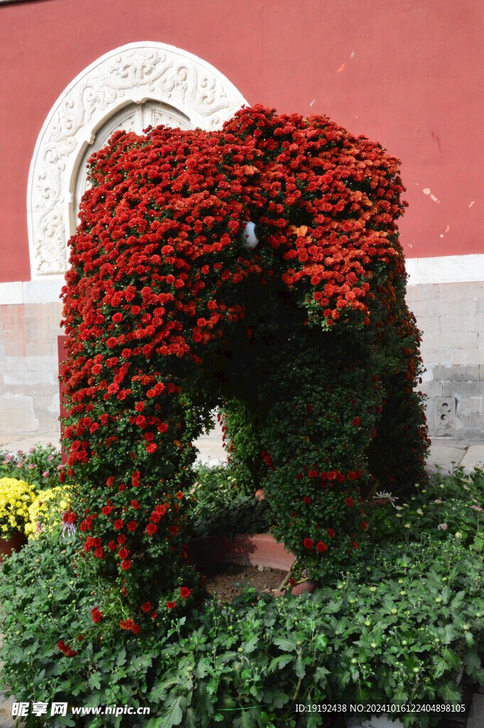 菊花  