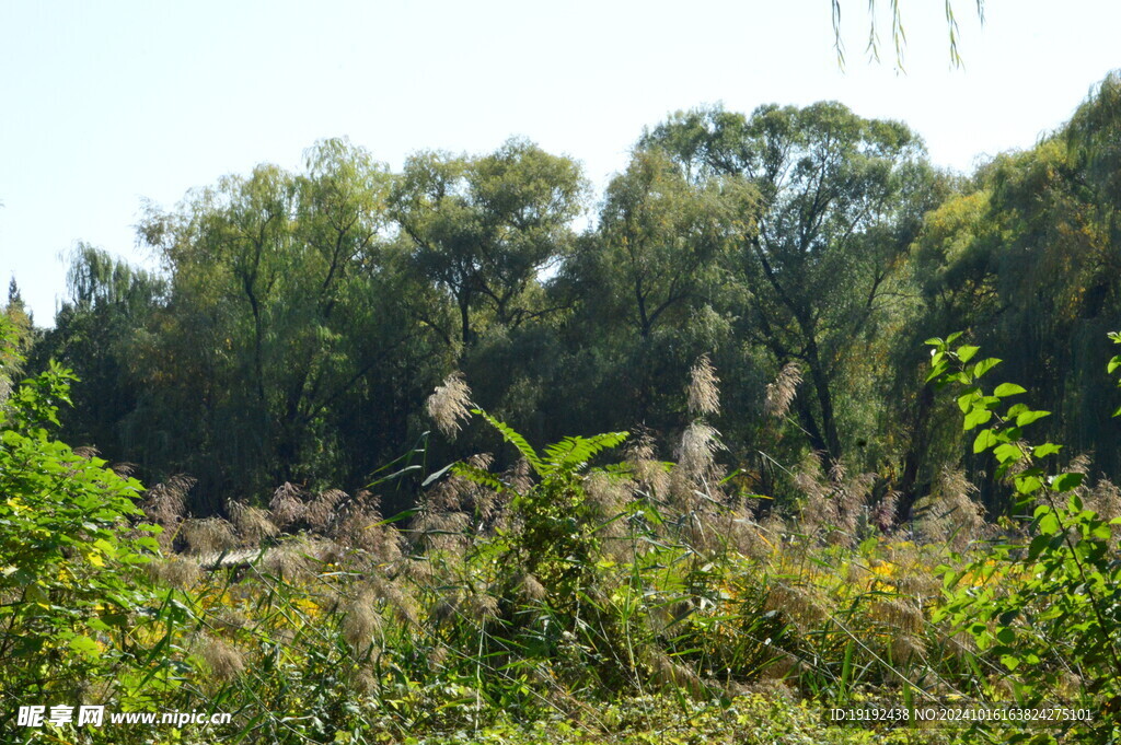 公园风景  