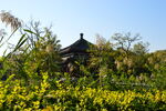 圆明园风景 