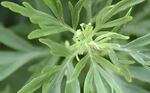 艾草