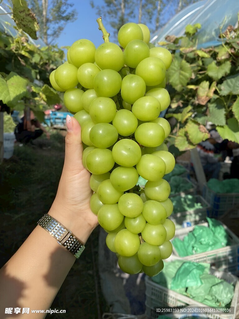 葡萄