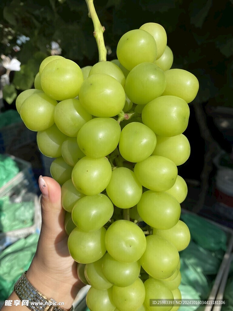葡萄