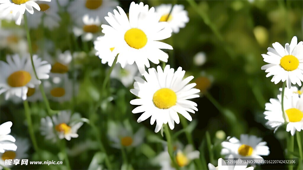 雏菊