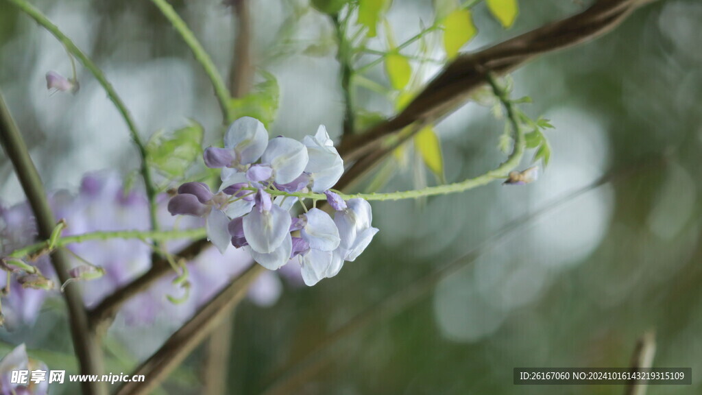 紫藤花