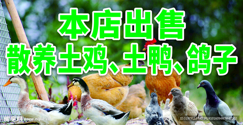 农家散养土鸡