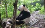 大熊猫