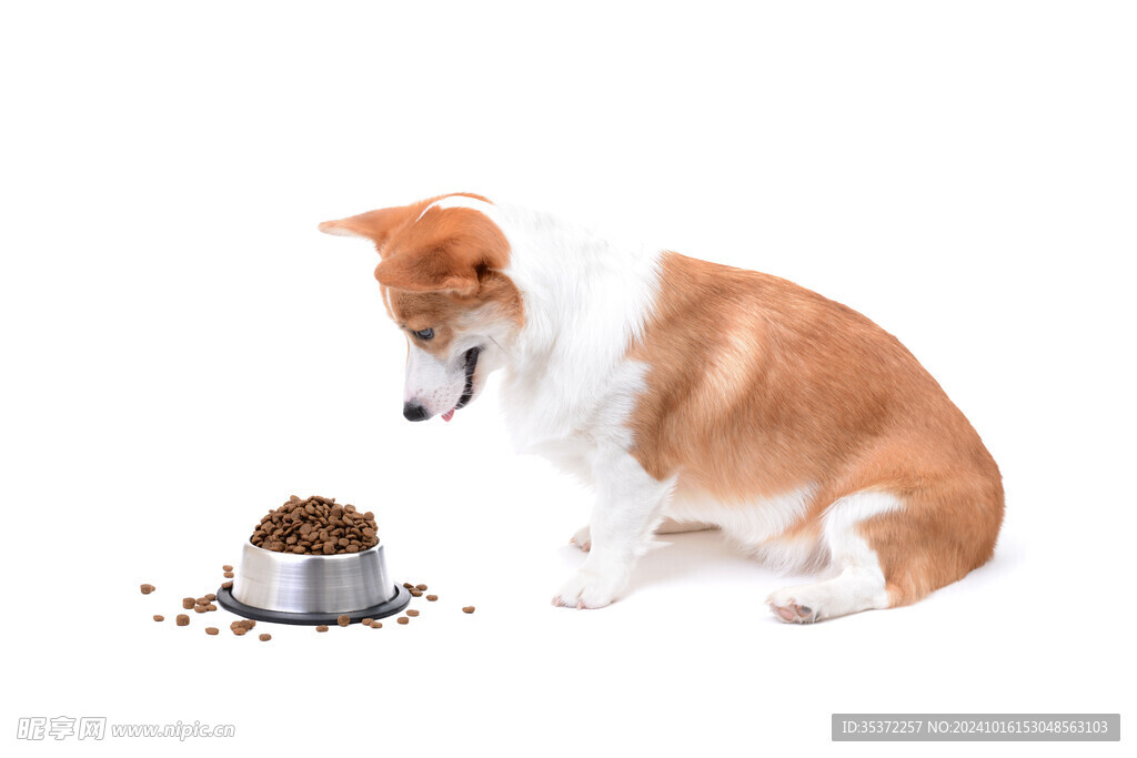 狗