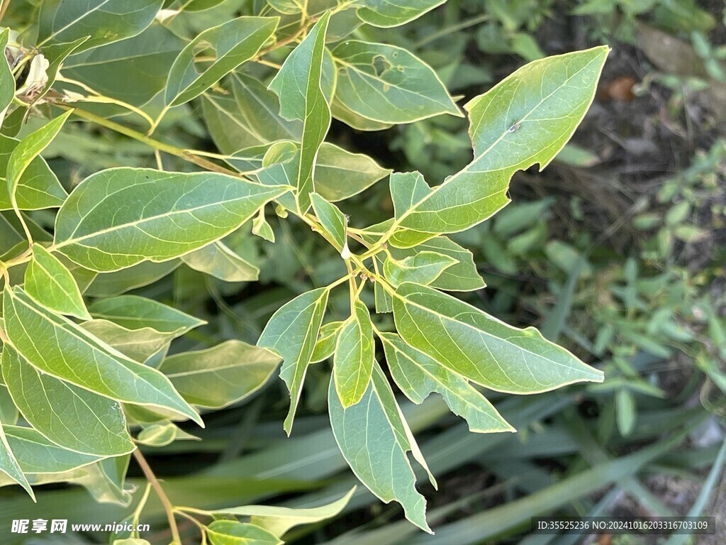 自然摄影 樟树叶