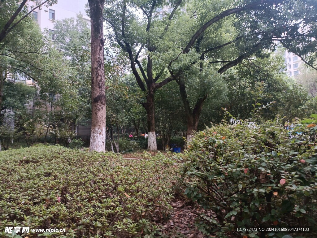 小区绿化