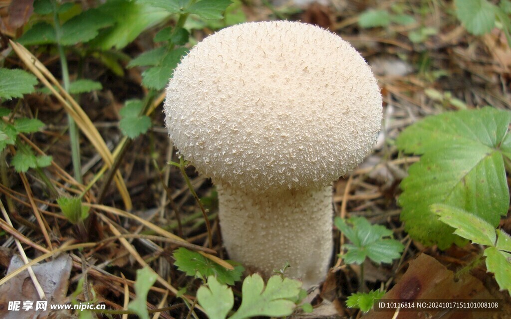白蘑菇