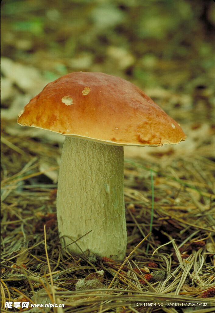 蘑菇