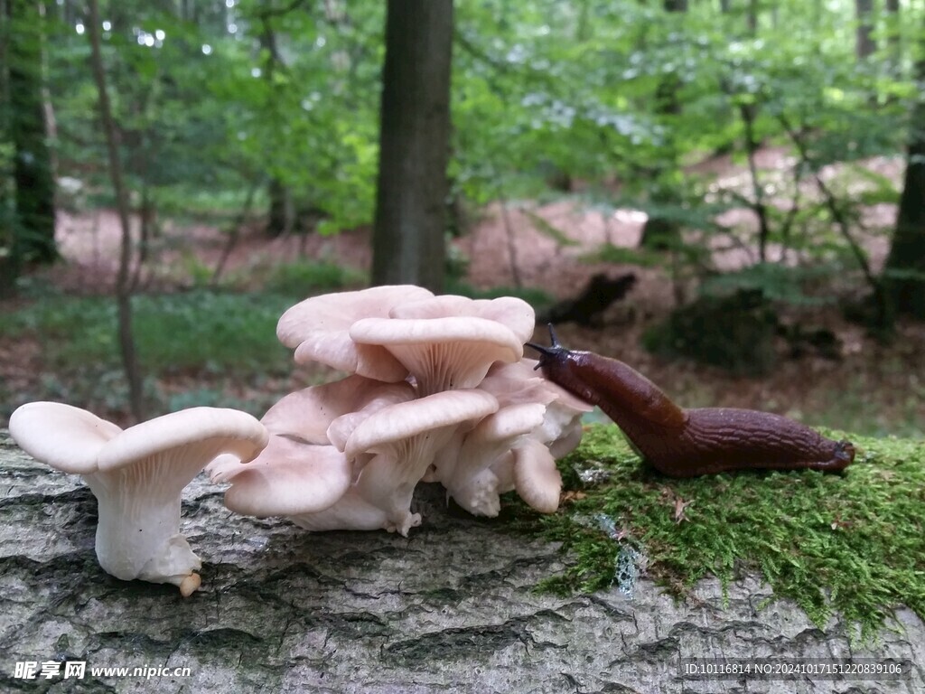 白蘑菇