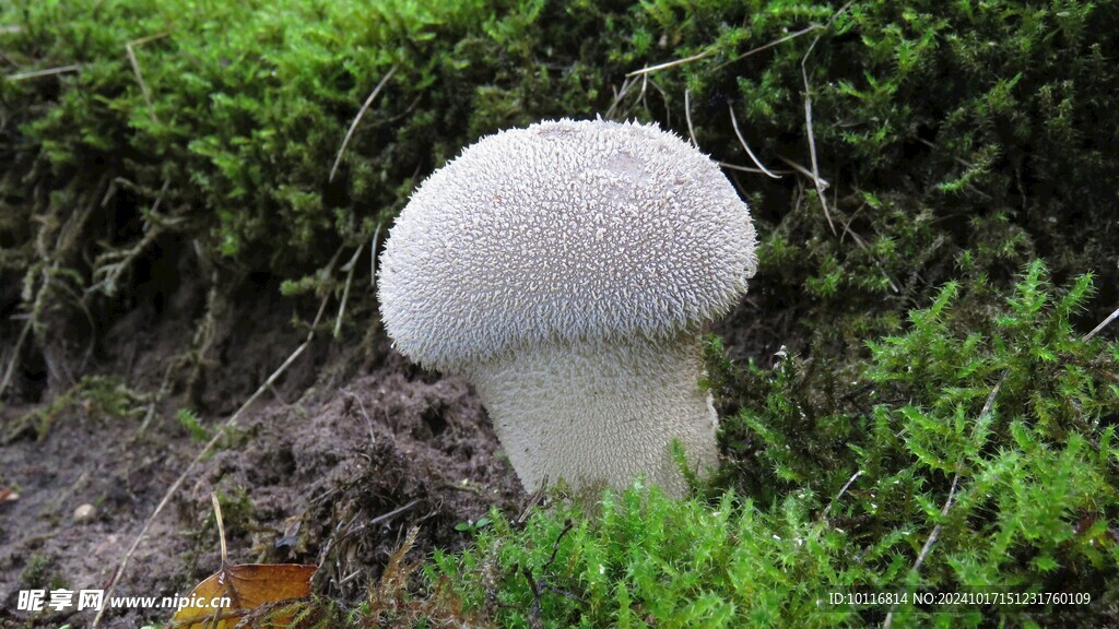白蘑菇