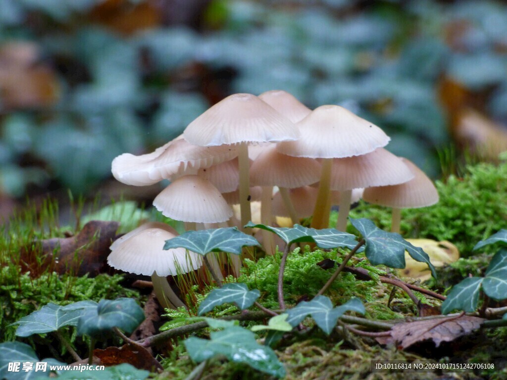 蘑菇
