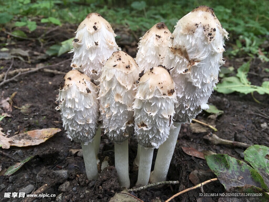 白蘑菇