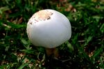 白蘑菇