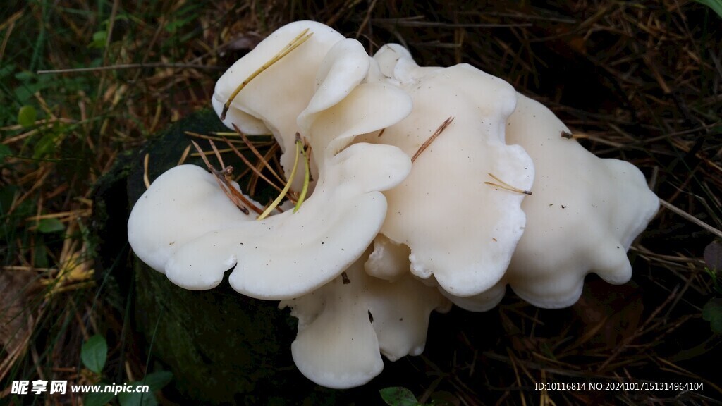 白蘑菇