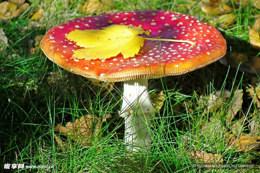 飞木耳红蘑菇