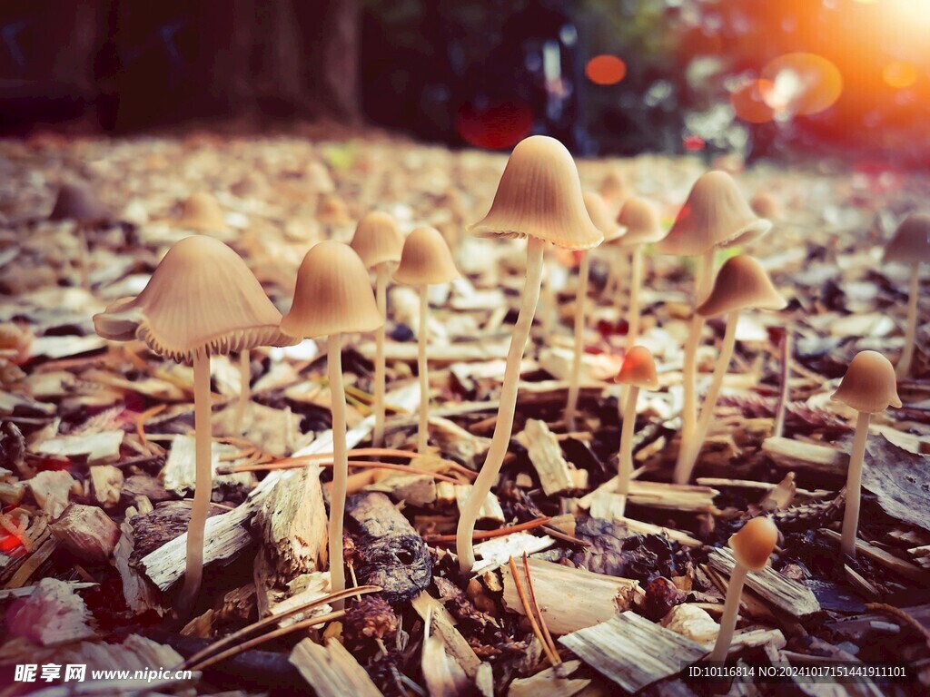 小蘑菇