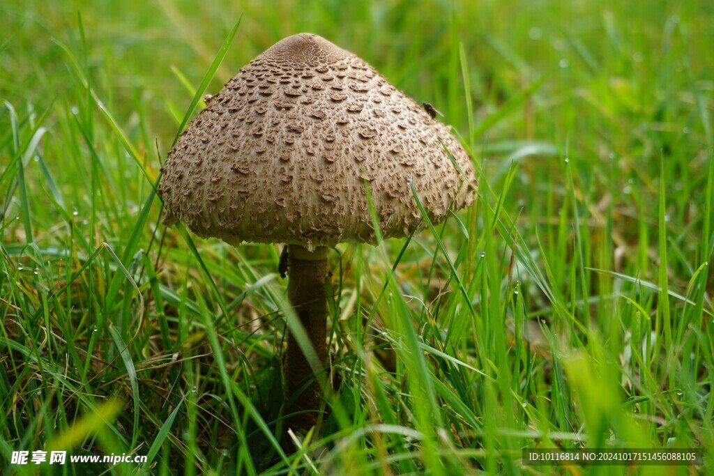 白毒蘑菇