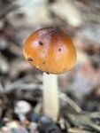鹅膏菌蘑菇