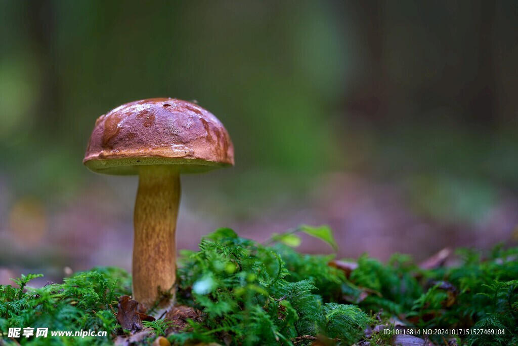 飞鹅膏菌蘑菇