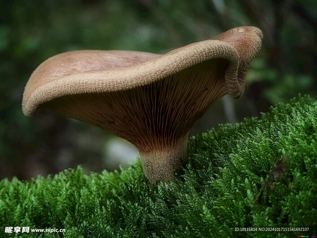 大朵野生菌菇